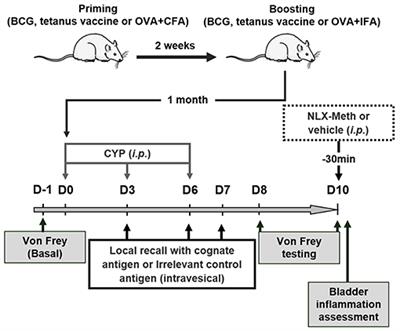 Pain Management in a Model of Interstitial Cystitis/Bladder Pain Syndrome by a Vaccinal Strategy